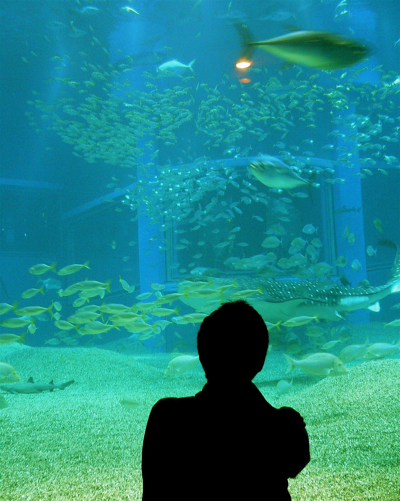 大阪海遊館建築與水族館